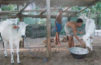 Gurukulam Goshala