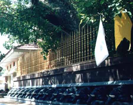 Ashta Phala Ruhu Bodhi tree