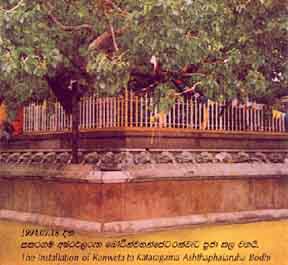 Ashtaphalaruha Bodhi Tree