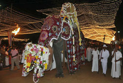 The main perahera sees a grandly caparisoned elephant carrying the Kataragama Deviyo, flanked by dancers and drummers