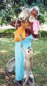 Narayanapillai Swami with monkeys