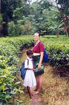 Walking through a tea garden below the rain forest